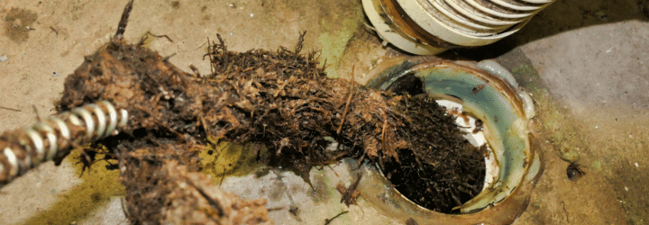 Roots being removed from a toilet drainage pipe using an electrically operated sewer snake or pipe cleaner