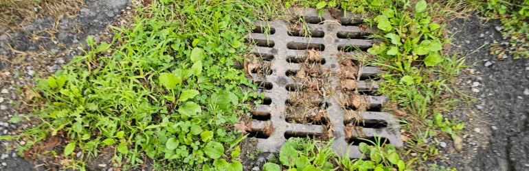 Sewer Drain Covered by Grass