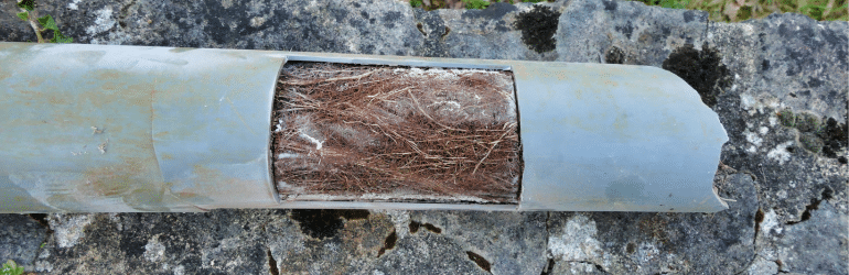 Tree Roots on Your Sewer Line