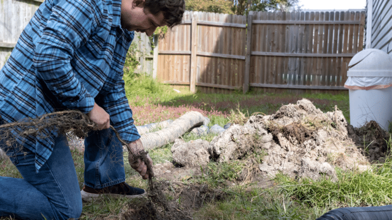Understanding the Impact of Tree Roots on Your Sewer Line