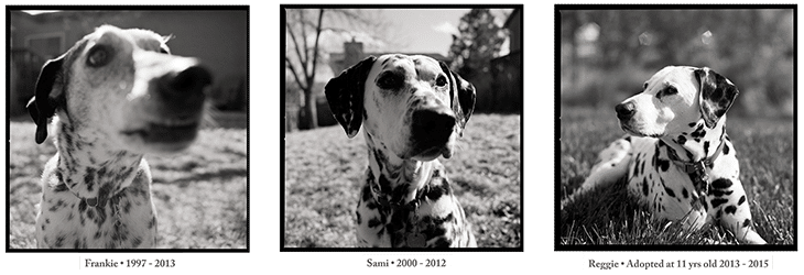 Frankie, Sami, Reggie - Dalmations